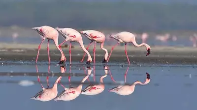 Flamingos Bypass Major Navi Mumbai Lakes Due to Rising Toxicity Levels
