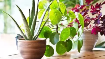 Focus on Soil Not Plants: A Shift in Perspective for Growth