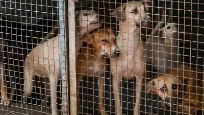 Gas Shortage Cripples Animal Rescue Centers, Strays Face Starvation Crisis