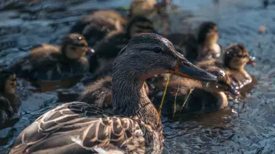 Giant Duckling Parades: A Clever Survival Strategy, Not a Single Family