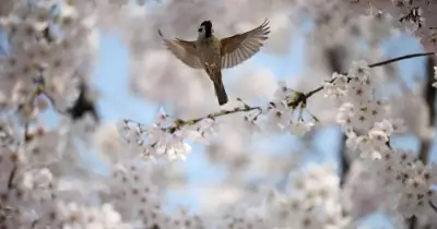 Global Photo Roundup: From Gaza Displacement to Tokyo's Cherry Blossoms