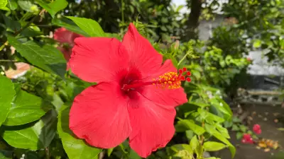 Growing Hibiscus at Home This Summer: A Simple Guide for Beginners