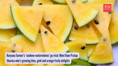 Haryana Farmer Grows Rainbow Watermelons in Five Stunning Colors