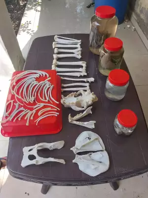 Haryana's First Wildlife Taxidermy Center Opens in Gurgaon for Scientific Preservation