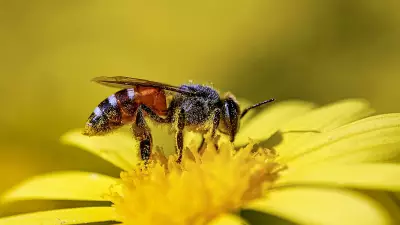 Honeybees Pass Numerical Cognition Test, Study Finds