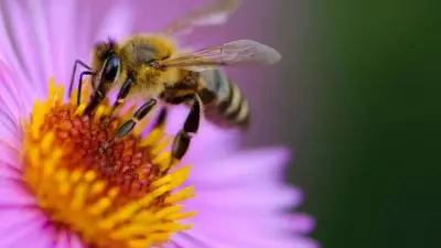 How to Attract More Bees to Your Garden for Better Pollination