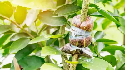How to Graft Plants at Home: A Beginner's Step-by-Step Guide