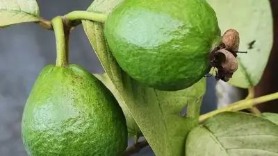 How to Grow Guava Trees at Home: Easy Tips for Fresh Fruits