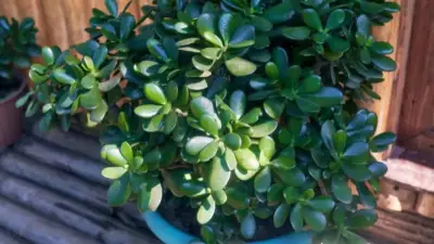 How to Grow Jade Plants: A Complete Guide for Healthy Succulents