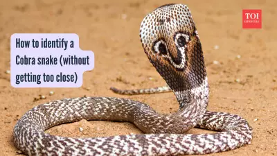 How to Identify a Cobra: Key Traits and Behaviors for Safe Observation