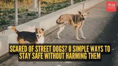 How to Stay Calm When a Street Dog Notices You: Practical Tips