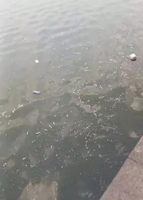 Hundreds of Fish Found Dead in Kolhapur's Rankala Lake, Pollution Blamed