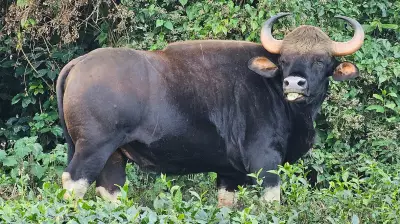 Indian Gaur Attack Claims Life of Karnataka Plantation Worker in Kalasa