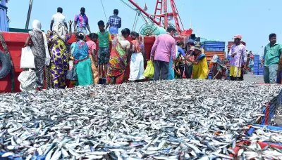 India's Fisheries Exports Surge to Rs 68,000 Cr Despite US Tariffs