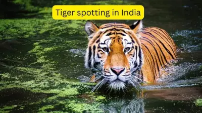 India's Top Tiger Safaris: Where Your Chances of Spotting the Big Cat Are Highest