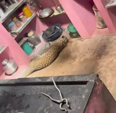 Injured Leopard Seeks Shelter in Kolhapur Village Kitchen, Rescued by Forest Officials
