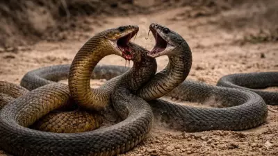 Inland Taipan vs Black Mamba: Ultimate Venomous Snake Showdown