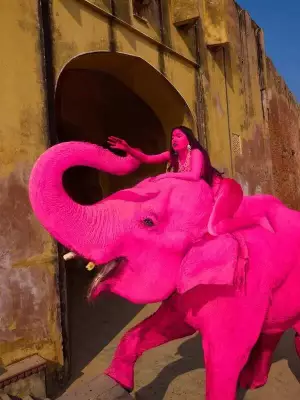 Jaipur Elephant Handlers Defend Pink Photoshoot, Cite Natural Death of Chanchal