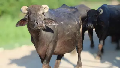 Jalna Police Release Rs 4.34 Crore Buffalo Meat Consignment After Beef Confusion