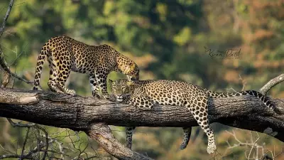 Karnataka Explores Sterilization for Conflict Elephants and Leopards