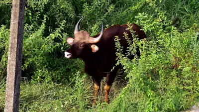 Karnataka Govt Yet to Approve Indian Gaur Relocation Proposal