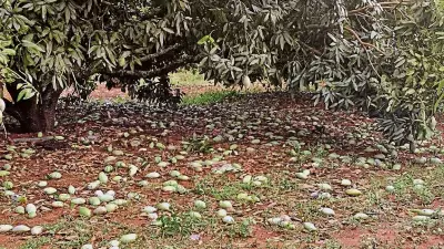 Karnataka Mango Crisis: Prices Soar as Yield Plummets by 50%