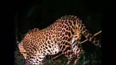 Leopard Attack in Thane Kills 8-Year-Old Boy, Sparks Villager Protests