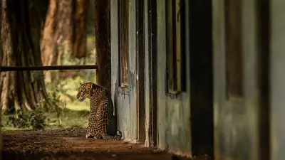 Leopard Intrudes Residential Area in Mysuru's Siddhartha Layout