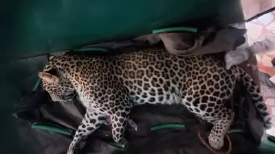 Leopard Rescued from Mysuru Home After Tense Three-Hour Forest Department Operation