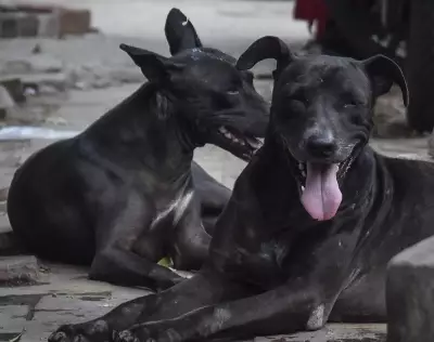Lucknow Proposes Large Shelter for Aggressive Street Dogs Amid Rising Bite Cases
