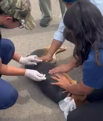 Ludhiana Vet Varsity to Organize Free Anti-Rabies Vaccination and Deworming Camp