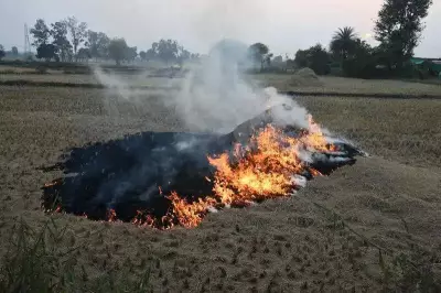 Madhya Pradesh Leads India's Crop Residue Burning, Punjab Sees Sharp Decline