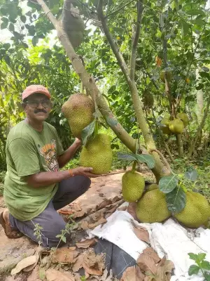 Mangaluru Embraces Premium Thai Jackfruit Varieties at Unique Tasting Festival