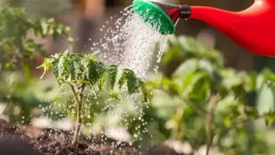 Master Summer Plant Care: 5 Essential Watering Tips to Keep Your Garden Thriving