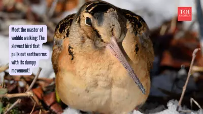 Meet the American Woodcock: The Slowest Flying Bird in the World