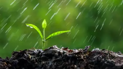 MIT Study Reveals Plants Can Sense Rain Sounds to Accelerate Germination