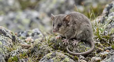 Mountain Pygmy Possum: Scientists Race to Save Marsupial from Climate Change