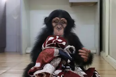 Nandankanan Zoo Successfully Hand-Rears Abandoned Chimpanzee Infant Suraj