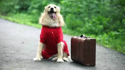 New EU Travel Rules for Pets: Animal Health Certificate Replaces Pet Passport