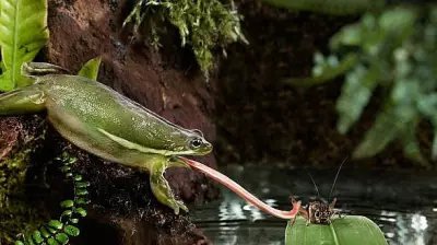New Night Frog Species Discovered in Western Ghats, Named 'Kali'
