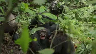 Ngogo Chimpanzees' Eight-Year Civil War: From Harmony to Brutal Conflict