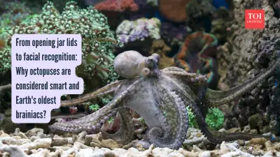 Octopuses: Brainy Molluscs with Arms Full of Neurons