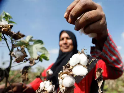 Pakistan's Cotton Crisis Worsens Due to Policy Failures and Poor Seed Quality