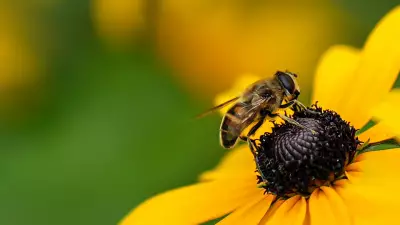 Peru Makes History: Grants Legal Rights to Stingless Bees, a Global First