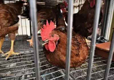 Poultry Industry Struggles with Price Volatility Amid Export Weakness and LPG Crisis