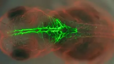 PRICKLE1 Protein's Role in Neural Tube Defects Revealed by Quail Embryo Study