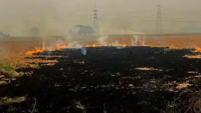 Punjab Reports Only 3 Stubble Burning Cases as MP Leads with 10,615 Incidents