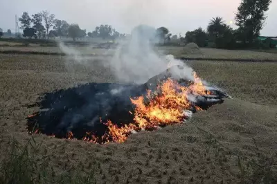 Punjab Sees 14 Stubble Burning Cases, Madhya Pradesh Dominates National Tally
