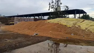 Rain damages thousands of wheat sacks at Kharkhoda grain market in Sonipat
