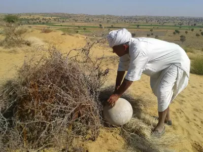 Rajasthan Farmer's 27,000 Trees Turn Desert into Green Oasis